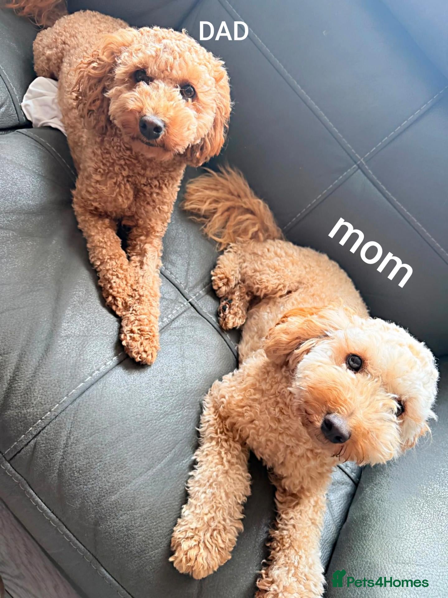 Cockapoo dogs Cockapoo and toy poodle hybrid puppies brown 🤎🟤 - Advert 1