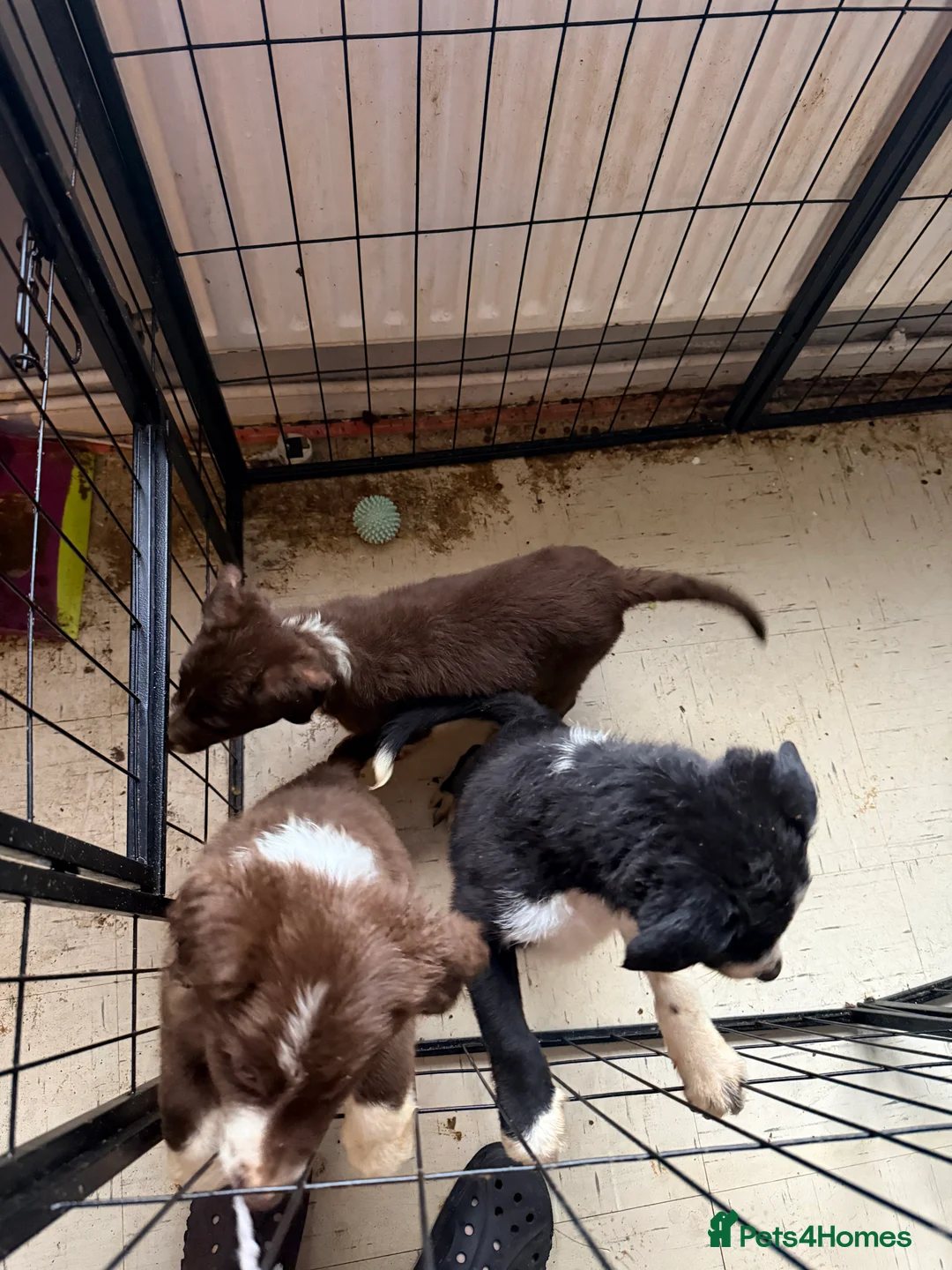Border Collie dogs for sale: Puppies in Southwell - Advert 4