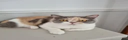 British Shorthair cats for sale: Tri colour British Shorthair  - Advert 6