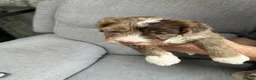 Sproodle dogs for sale: Quality f2b sproodles in Preston - Advert 7