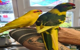 Parakeets birds for sale: Kakariki's x4 handreared kakariki's  - Image 16