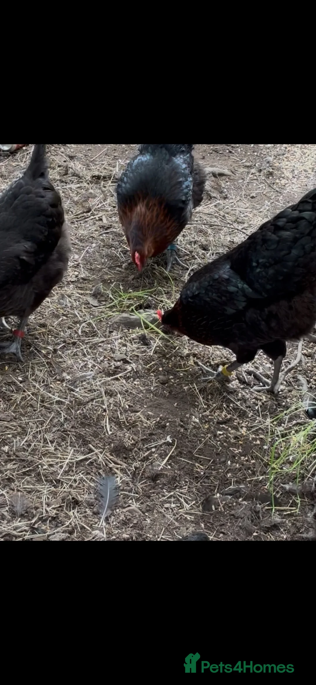 Chickens poultry for sale: Four copper maran hybrid hens for sale in Leek - Advert 5