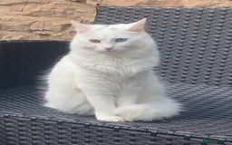Mixed Breed cats for sale: Lady, 10 months old - Image 1