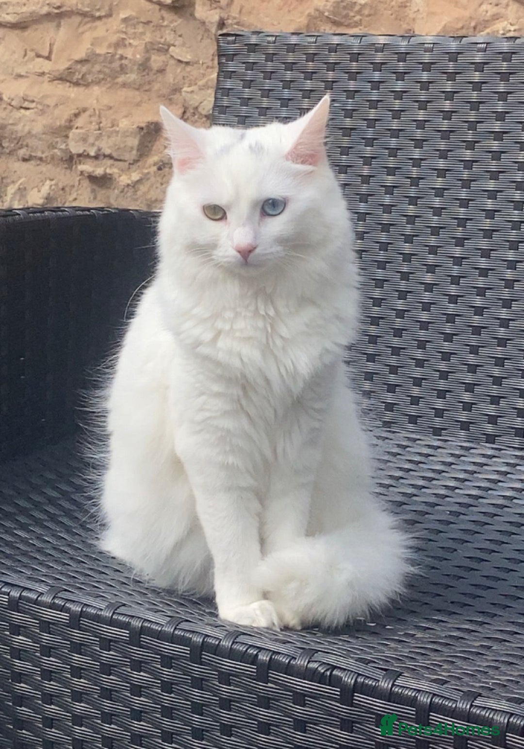 Mixed Breed cats for sale: Lady, 10 months old - Image 1