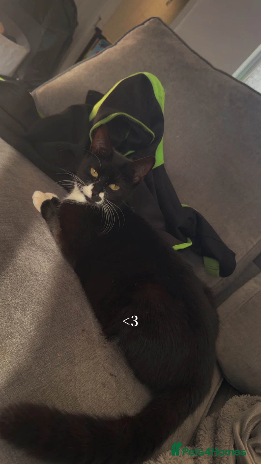 Domestic Shorthair cats for sale: 3 beautiful baby’s looking for there forever home - Advert 1