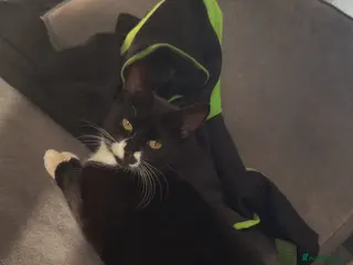 Domestic Shorthair cats 3 beautiful baby’s looking for there forever home - Advert 2