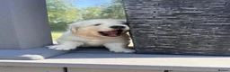 Golden Retriever dogs for sale: Pedigree golden retriever puppies in Runcorn - Advert 2