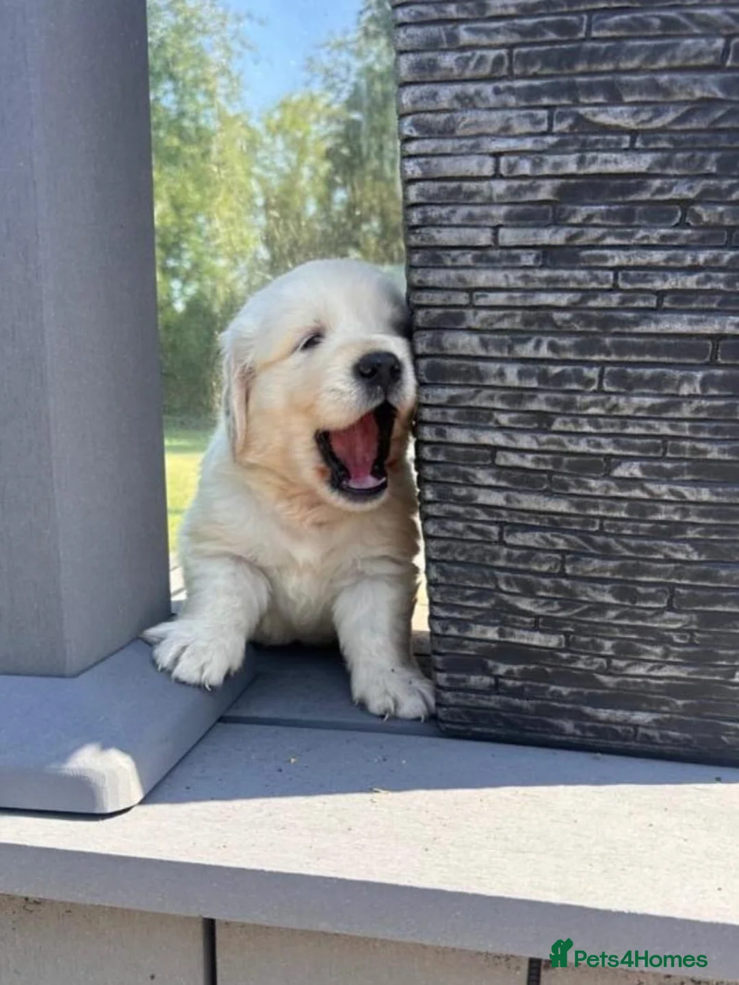 Golden Retriever dogs for sale: Pedigree golden retriever puppies in Runcorn - Advert 2