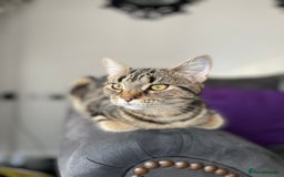 Domestic Shorthair cats for sale: Beautiful sisters looking for a new home  - Image 7