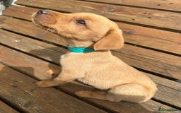 Labrador Retriever dogs for sale: Labrador Fox red  - Image 9