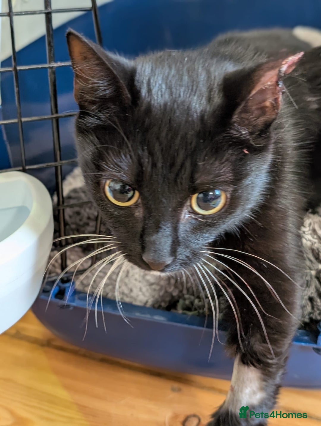 Mixed Breed cats for adoption: Rescue kitten needs forever home - Image 2