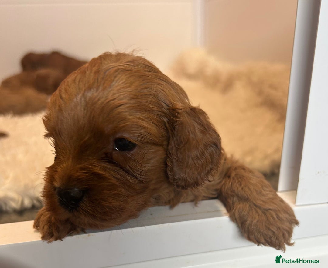 Cavapoo dogs for sale: F1 CAVAPOO BABIES 5🌟LICENSED BREEDER  - Image 3