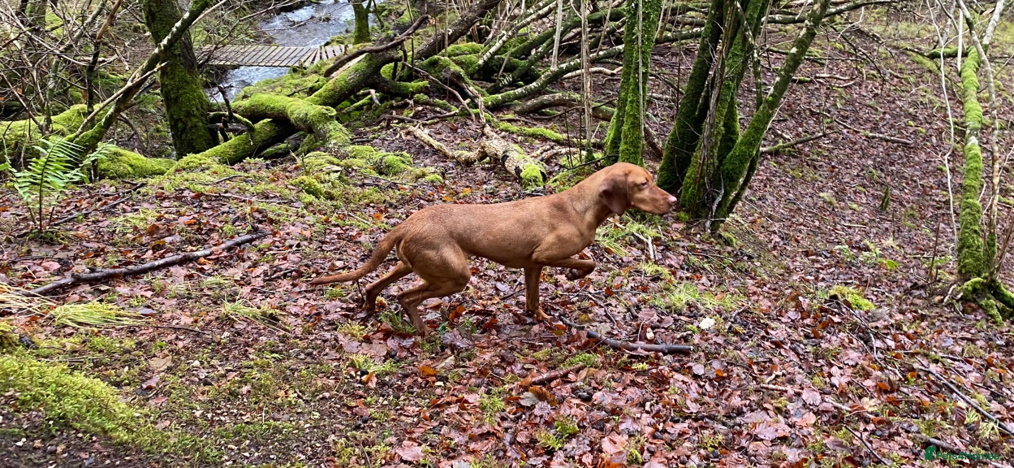Mixed Breed dogs Hungarian vizsla x Labrador  - Advert 6
