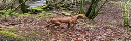 Mixed Breed dogs for sale: Hungarian vizsla x Labrador  in Fort William - Advert 1