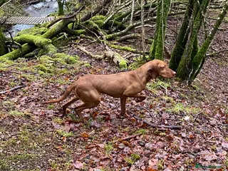 Mixed Breed dogs Hungarian vizsla x Labrador - Advert 1