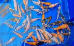 Koi Carp fish for sale: 2 to 4 inch Mixed Koi Carp Fry: young pond fish - Image 2