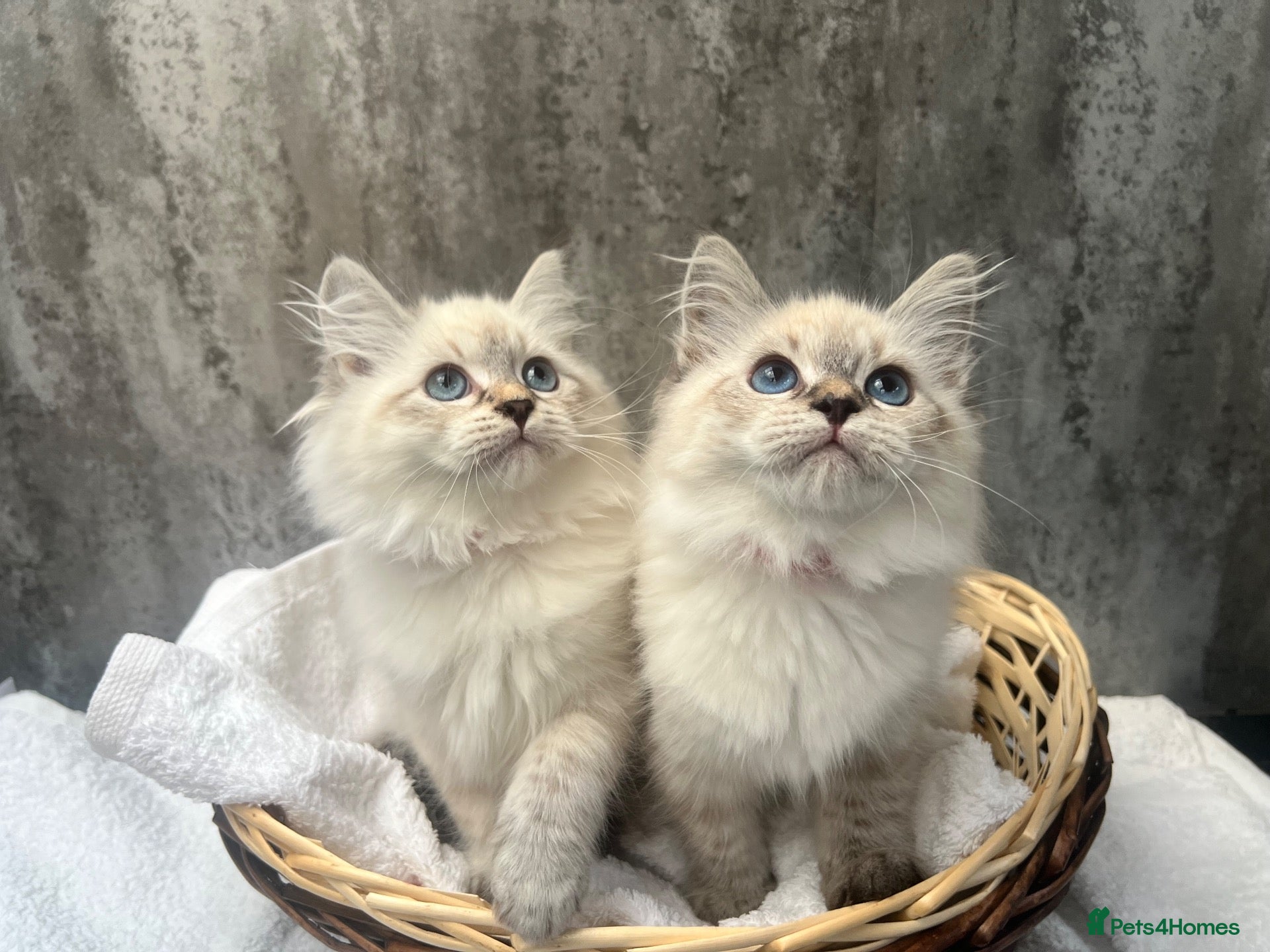 Siberian cats 💙💙Stunning GCCF Reg Siberian Babies💙💙 - Advert 1