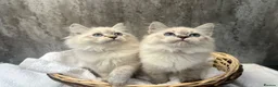 Siberian cats for sale: 💙💙Stunning GCCF Reg Siberian Babies💙💙 - Advert 5