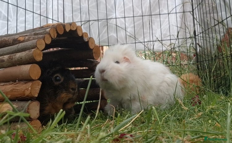 Guinea Pig rodents - Advert 3