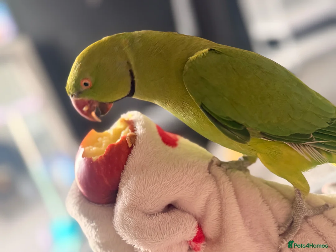 Ringnecks birds for sale: Indian ring neck in Exeter - Advert 6