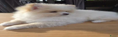 Pomeranian Puppy 3