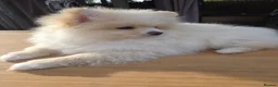 Pomeranian dogs for sale: Pomeranian Puppies - Advert 4