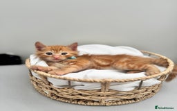 Ragdoll cats for sale: CUTE AND PLAYFUL HALF RAGDOLL KITTENS  - Image 16