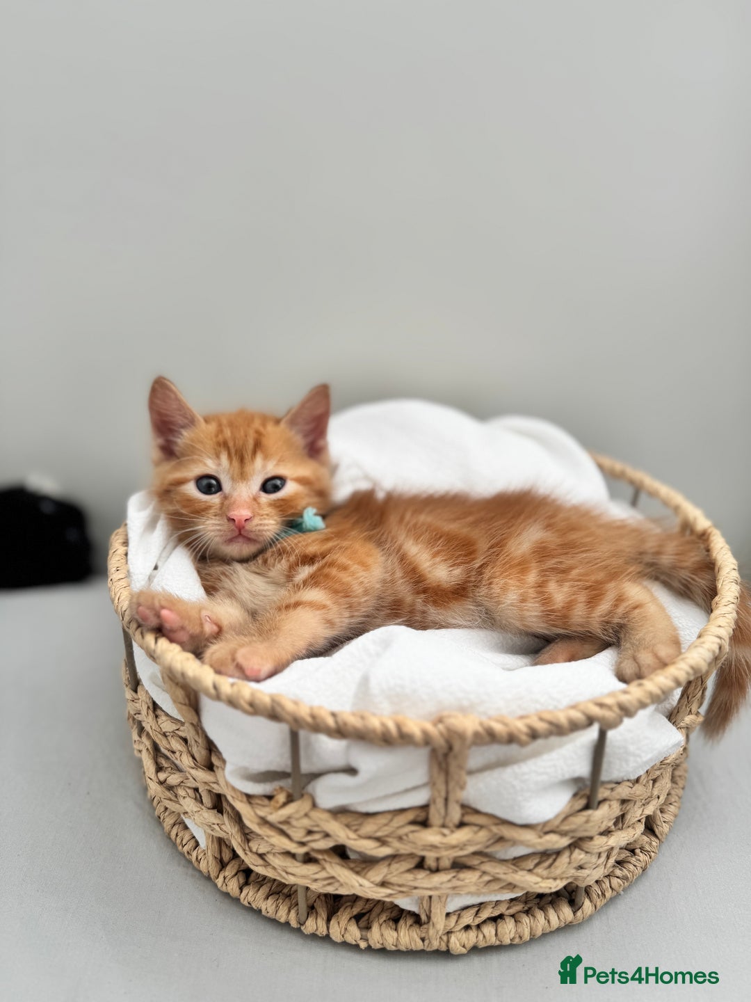 Ragdoll cats for sale: CUTE AND PLAYFUL HALF RAGDOLL KITTENS  - Image 16