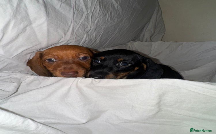 Dachshund dogs - Advert 8