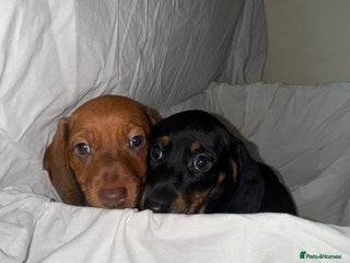 Dachshund dogs - Advert 34