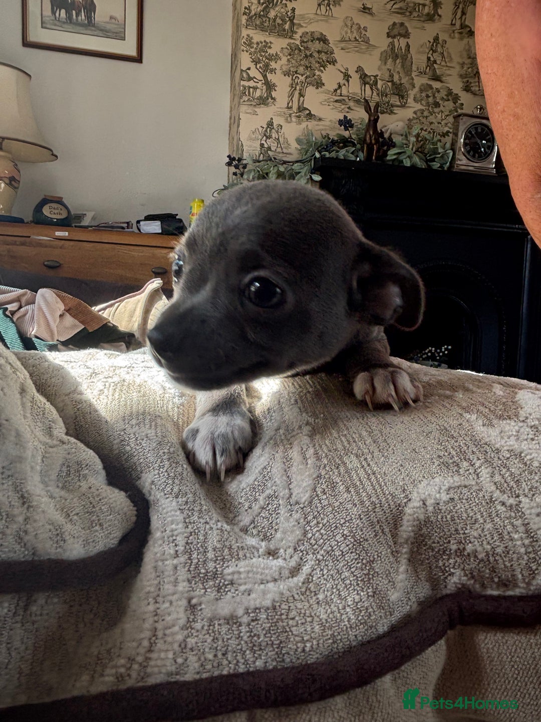 Chihuahua dogs for sale: 10 week old Chihuahua puppies. - Image 8
