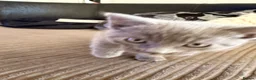 Mixed Breed cats for sale: Beautiful kittens - Advert 7
