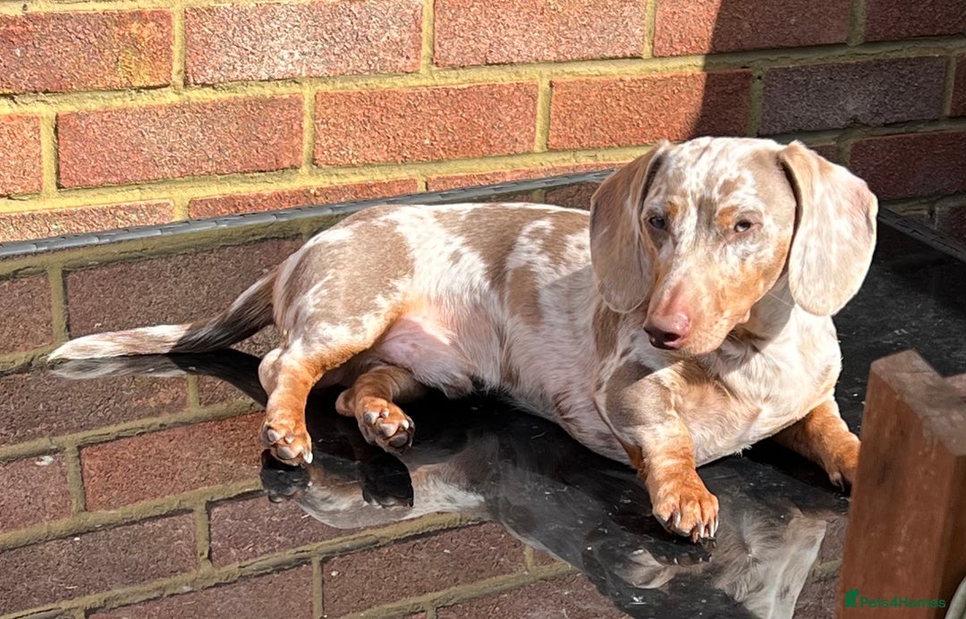Miniature Dachshund dogs for stud: Frodo at Stud  in Milton Keynes - Image 5