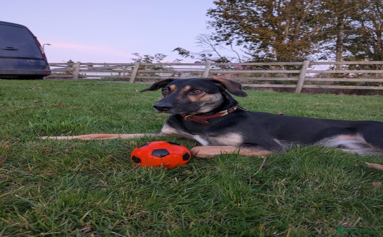 Huntaway dogs - Advert 2