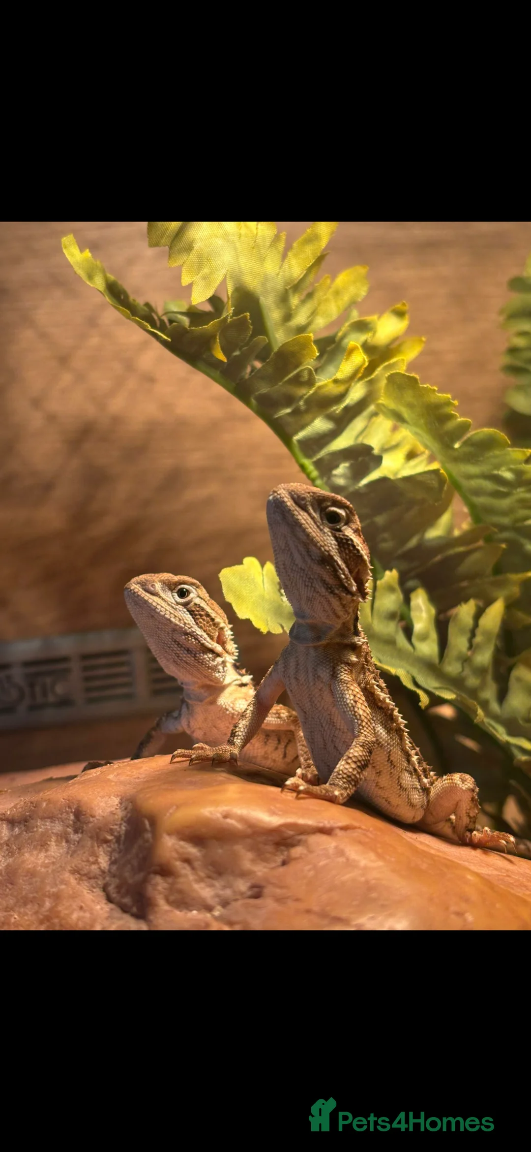 Dragon reptiles for sale: Ranking dragons with full set up  - Advert 5