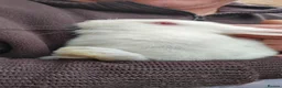 New Zealand rabbits for sale: New Zealand white rabbits - Advert 2