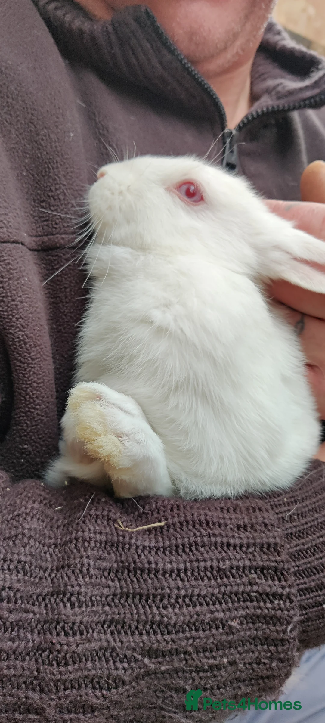 New Zealand rabbits for sale: New Zealand white rabbits - Advert 2