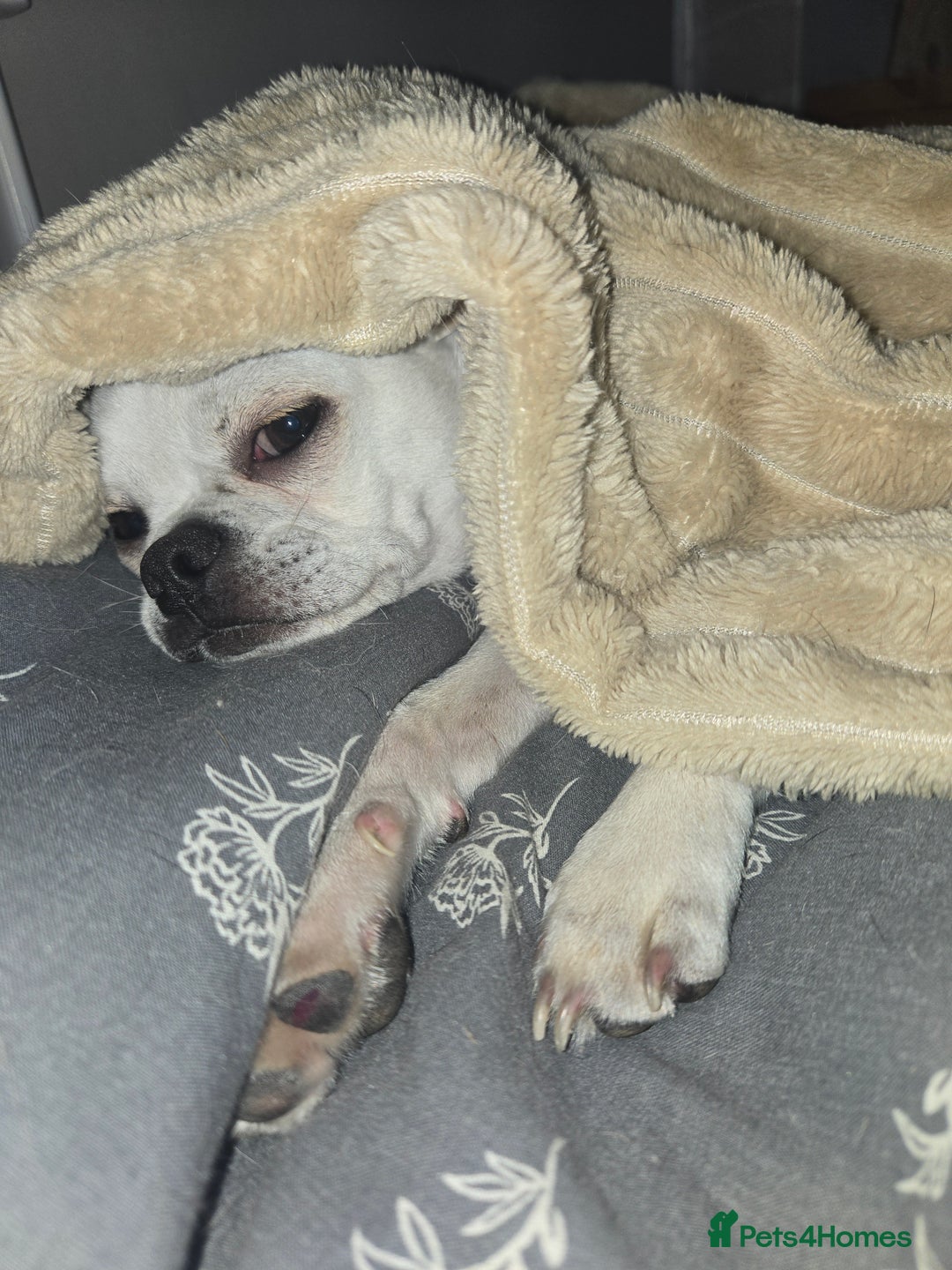 Chug dogs for stud: Zues McDonald - Advert 2