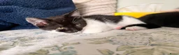 Domestic Shorthair cats for sale: Kittens for sale - Advert 21