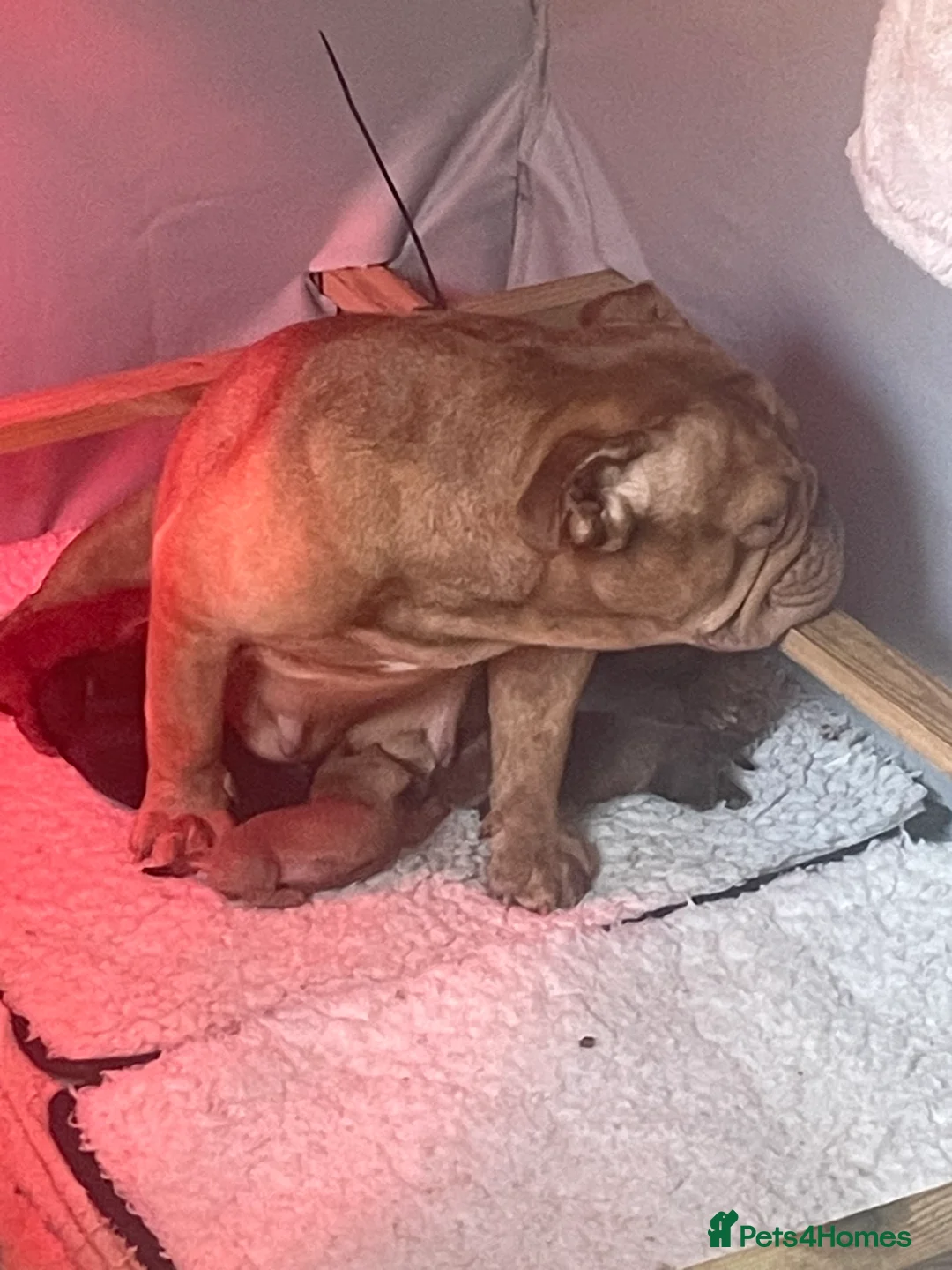 Mixed Breed dogs for sale: Miniature English dachbulls - Advert 10