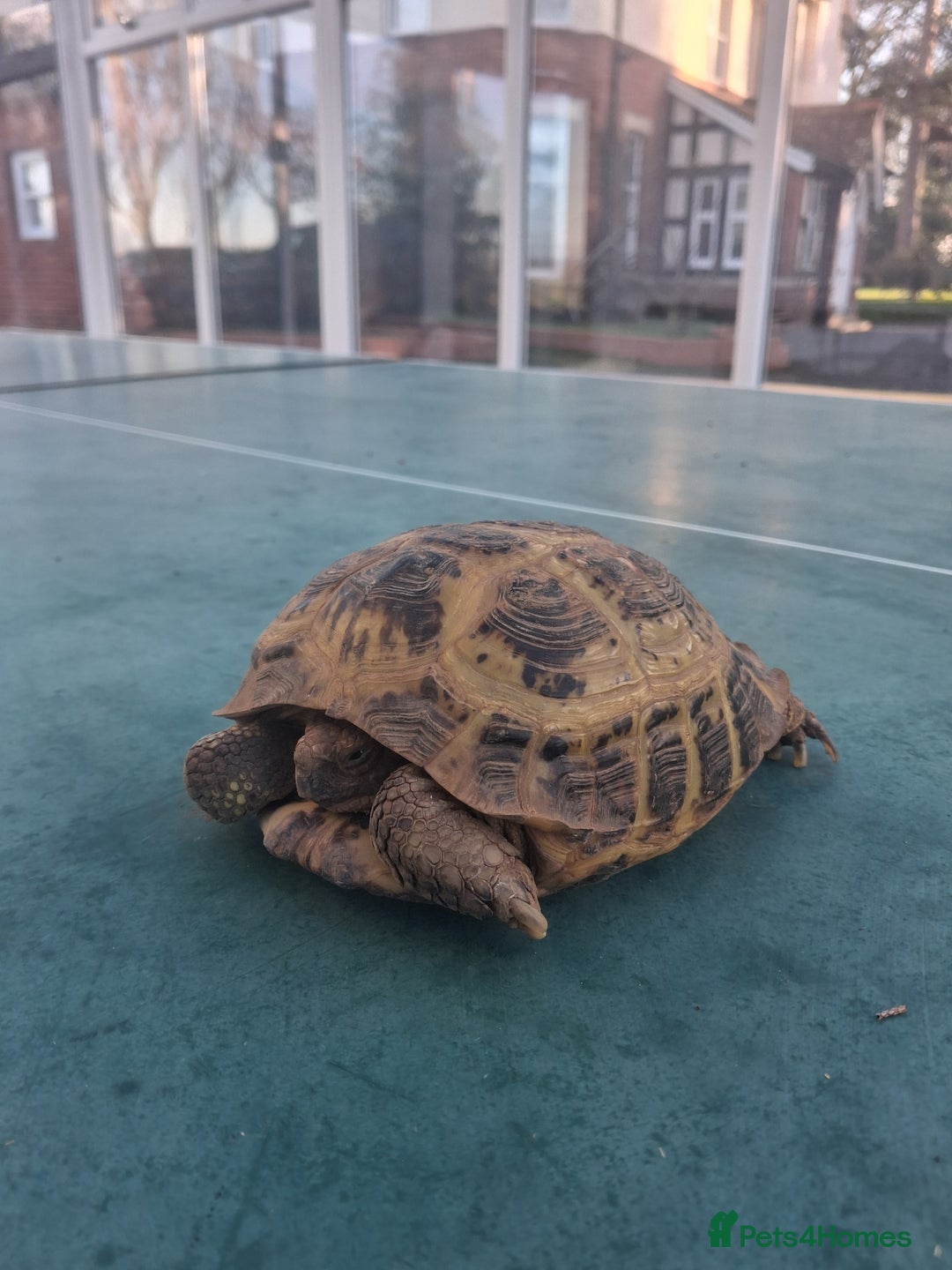 Tortoise reptiles for sale: Tortice for sale- does not hibernate - Advert 2
