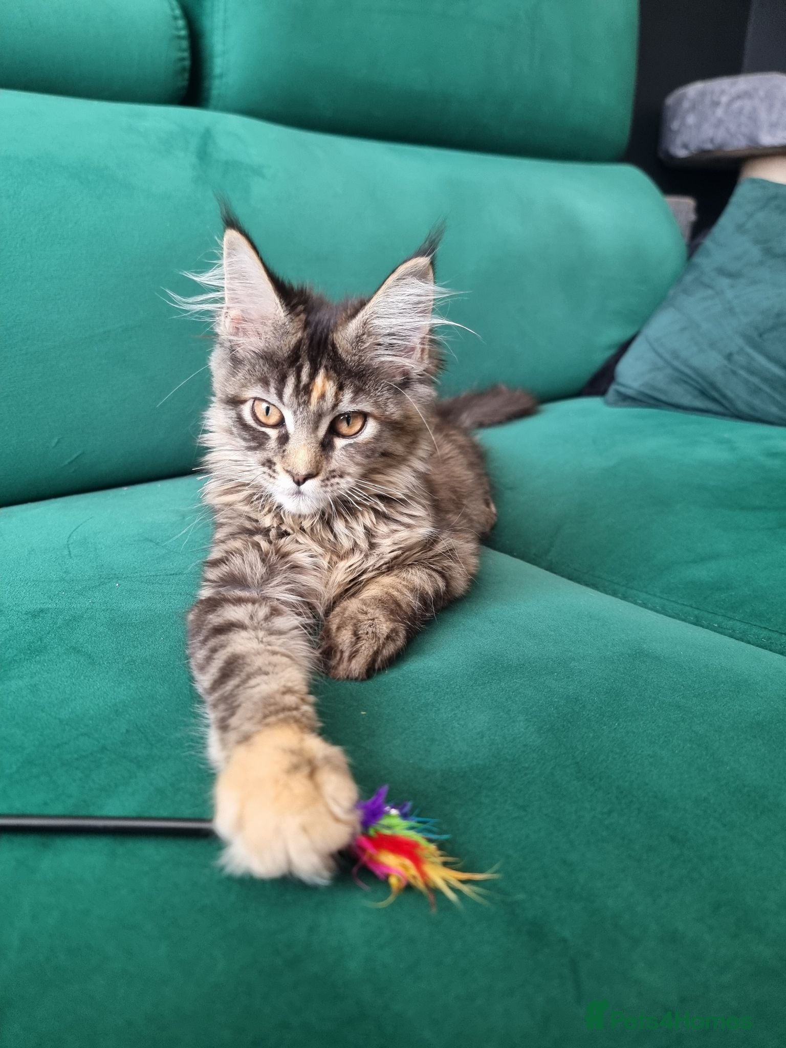 Maine Coon cats TICA REG. MAINE COON KITTENS  - Advert 2