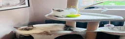 Ragdoll cats for sale: Ragdoll x British long hair - Advert 11