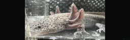 Axolotl reptiles for sale: Axanthic Melanistic Axoltol in Barrow-in-Furness - Advert 5
