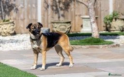 Mixed Breed dogs for adoption: Super Shelby - Image 9