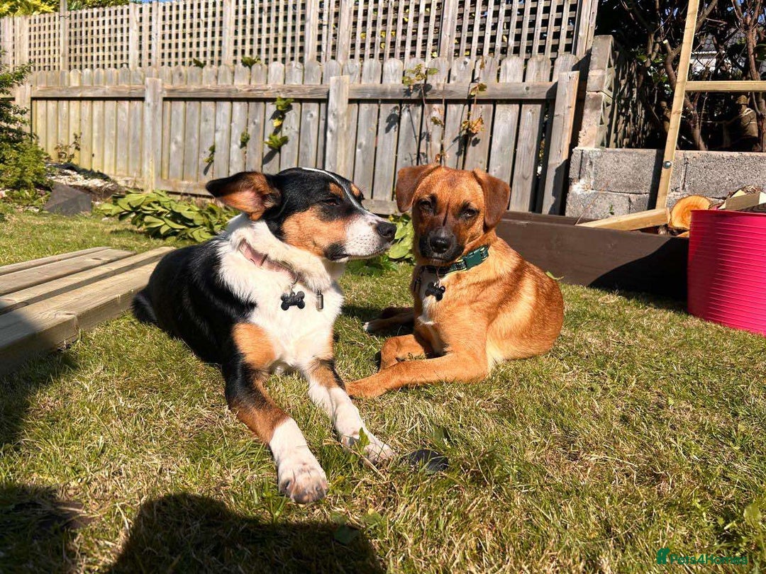 Mixed Breed dogs for adoption: SWEETPEA - A happy and confident girl.  - Image 3