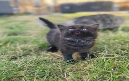 Mixed Breed cats for sale: Mainecoon and british shorthair mix  - Image 2
