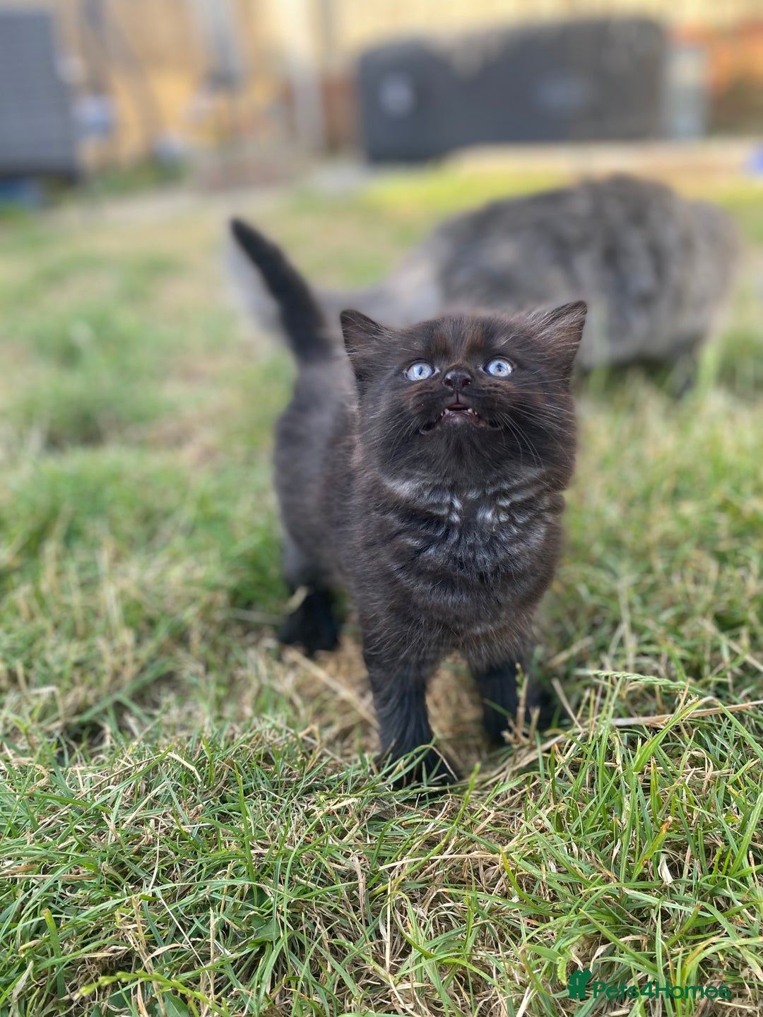 Mixed Breed cats for sale: Mainecoon and british shorthair mix  - Image 2