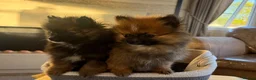Pomeranian dogs for sale: Pomeranian in Widnes - Advert 6
