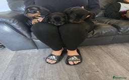 Dachshund dogs for sale: 💖💙💙 puppies 🐶  - Image 5